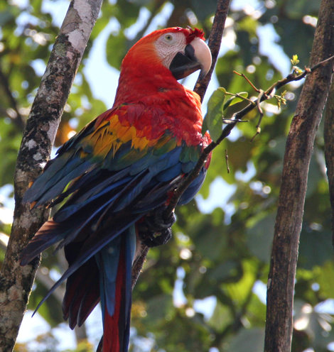 Parrot in the Amazon